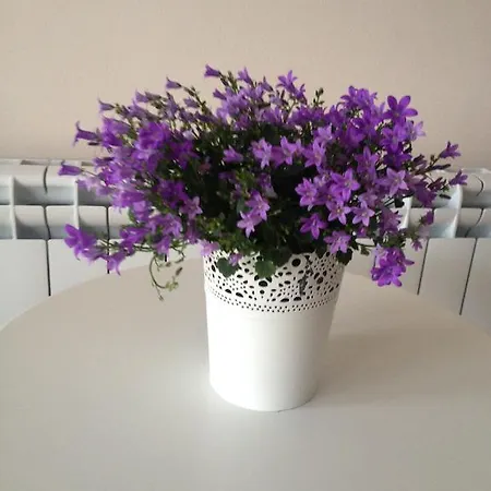 Affittacamere Hills *